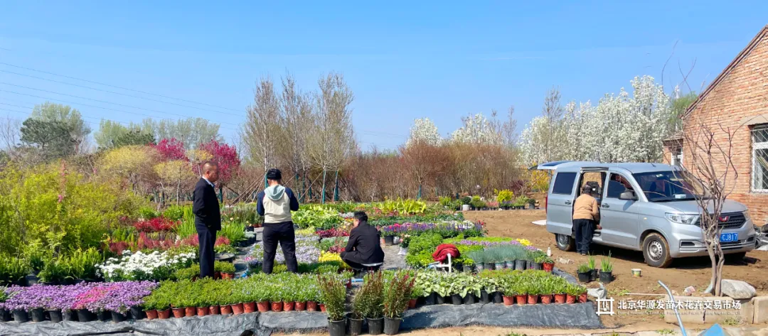 春光正好采购忙!华源发苗木花卉交易市场购销两旺