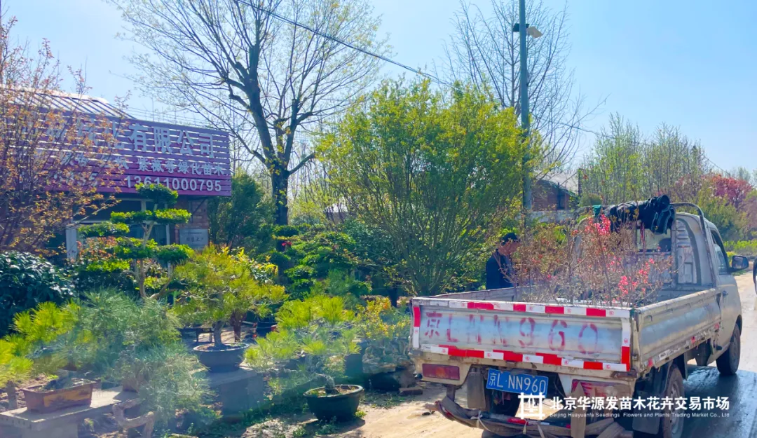 春光正好采购忙!华源发苗木花卉交易市场购销两旺