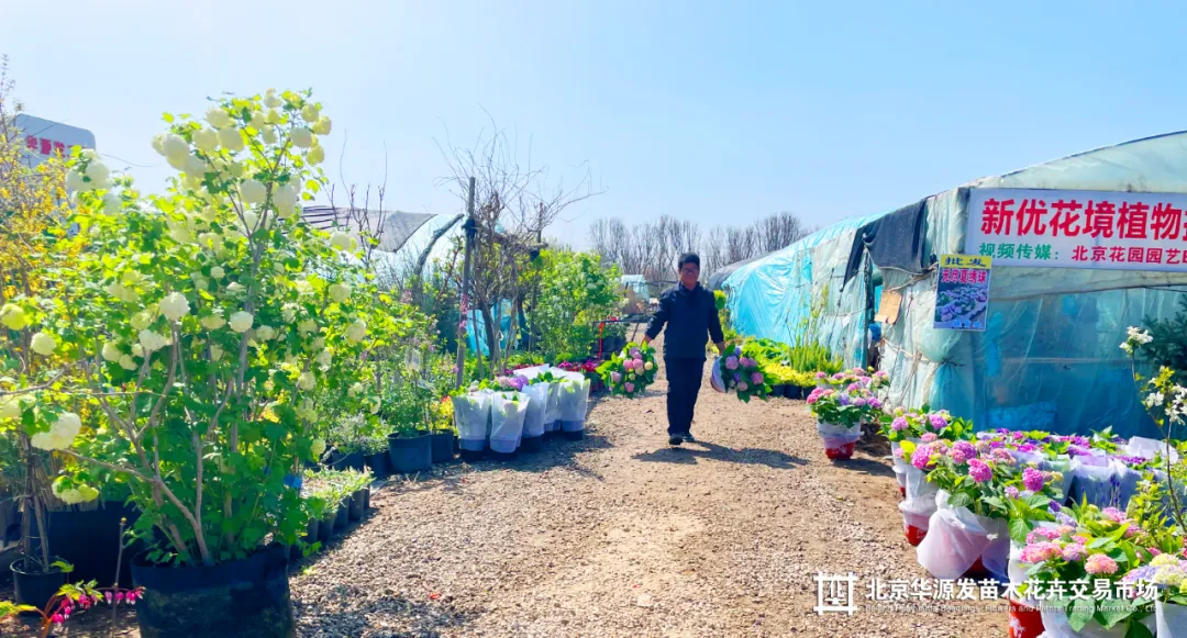 春光正好采购忙!华源发苗木花卉交易市场购销两旺