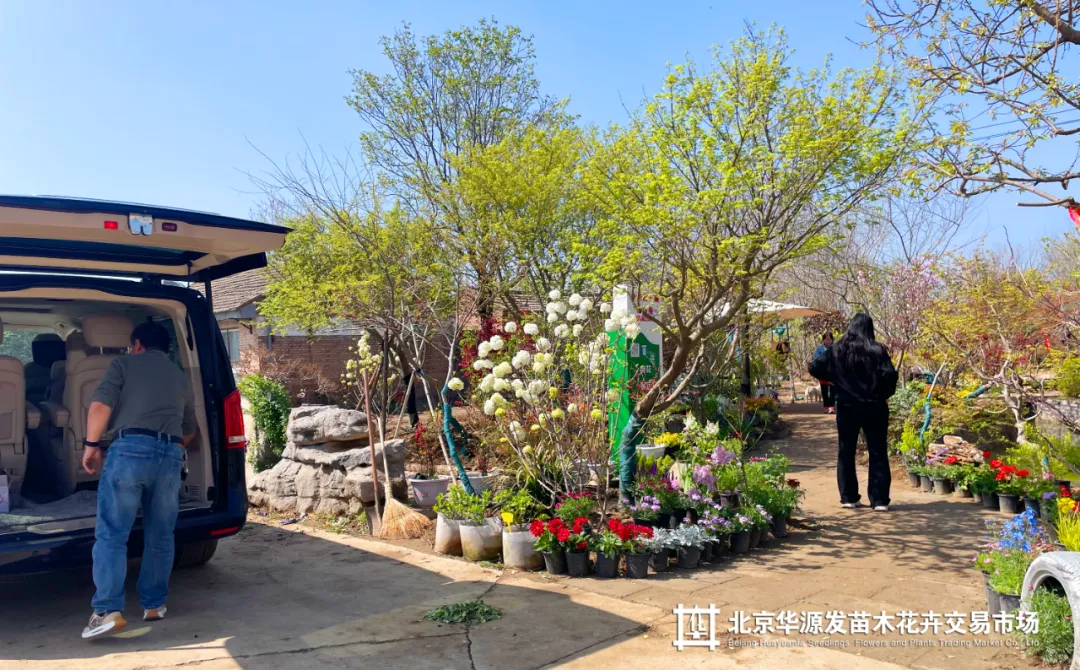 春光正好采购忙!华源发苗木花卉交易市场购销两旺