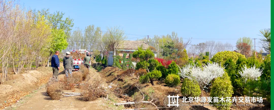 春光正好采购忙!华源发苗木花卉交易市场购销两旺