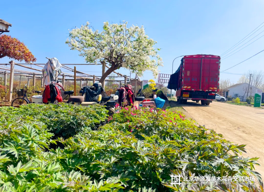 春光正好采购忙!华源发苗木花卉交易市场购销两旺