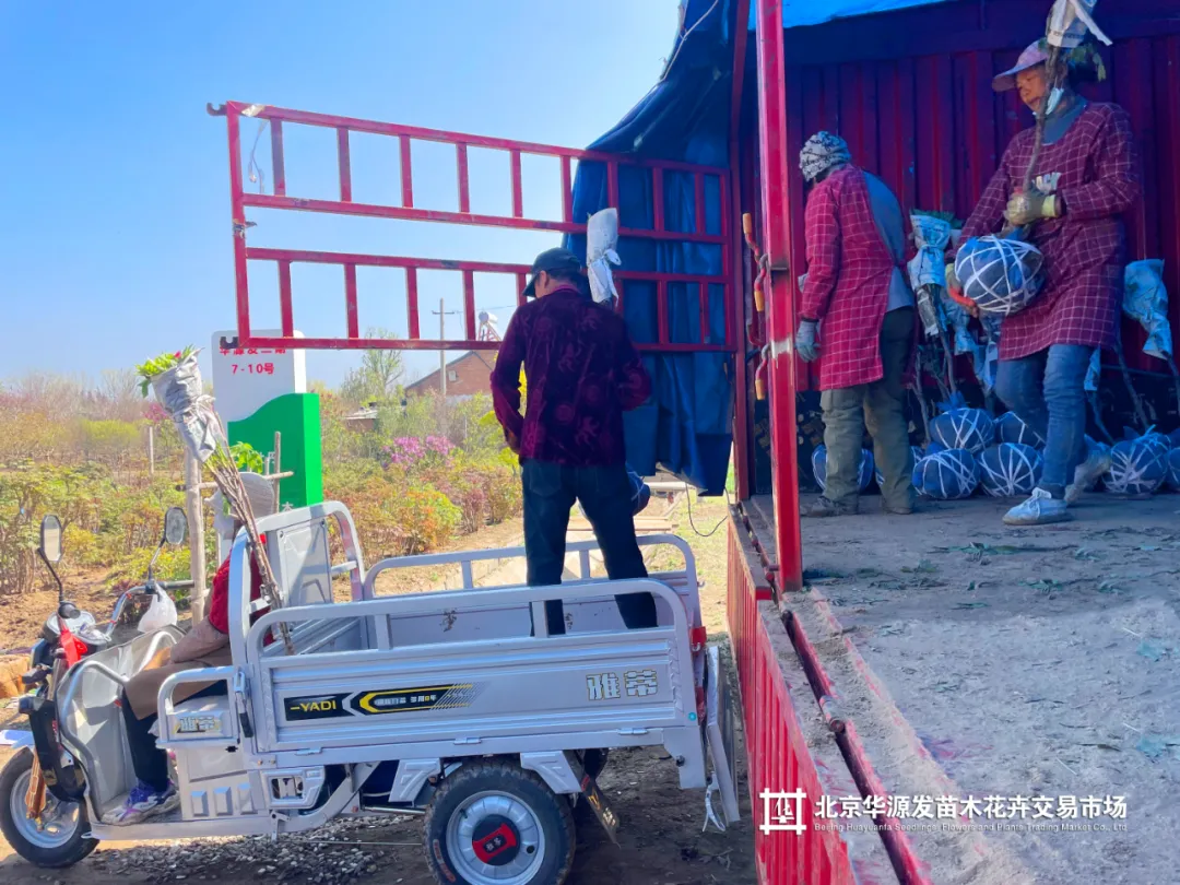 春光正好采购忙!华源发苗木花卉交易市场购销两旺