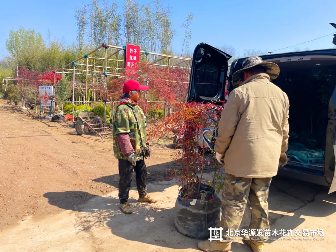 春光正好采购忙!华源发苗木花卉交易市场购销两旺