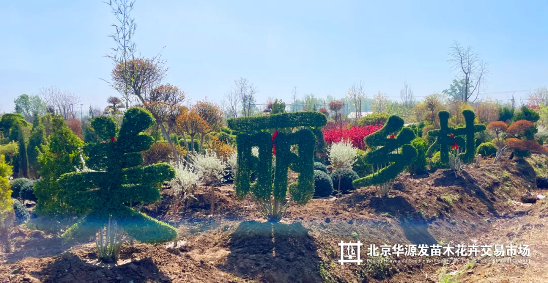 春光正好采购忙!华源发苗木花卉交易市场购销两旺