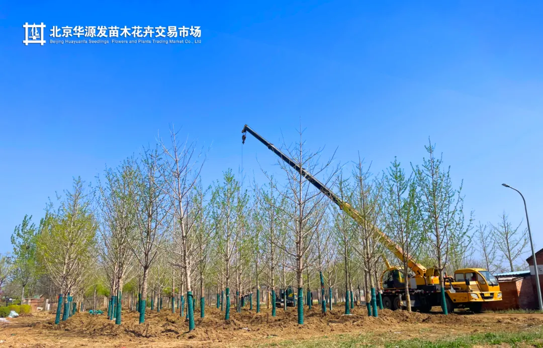 春光正好采购忙!华源发苗木花卉交易市场购销两旺