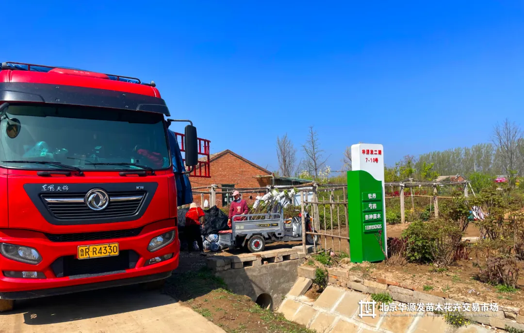 春光正好采购忙!华源发苗木花卉交易市场购销两旺