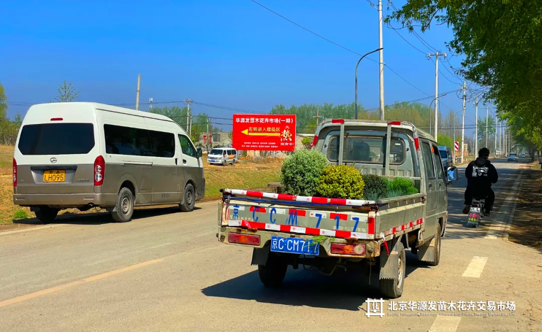 春光正好采购忙!华源发苗木花卉交易市场购销两旺