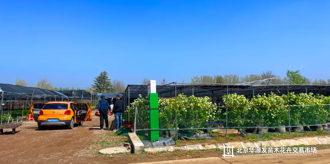 春光正好采购忙!华源发苗木花卉交易市场购销两旺
