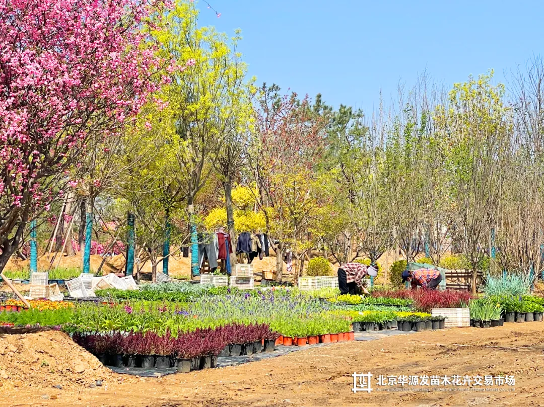 春光正好采购忙!华源发苗木花卉交易市场购销两旺