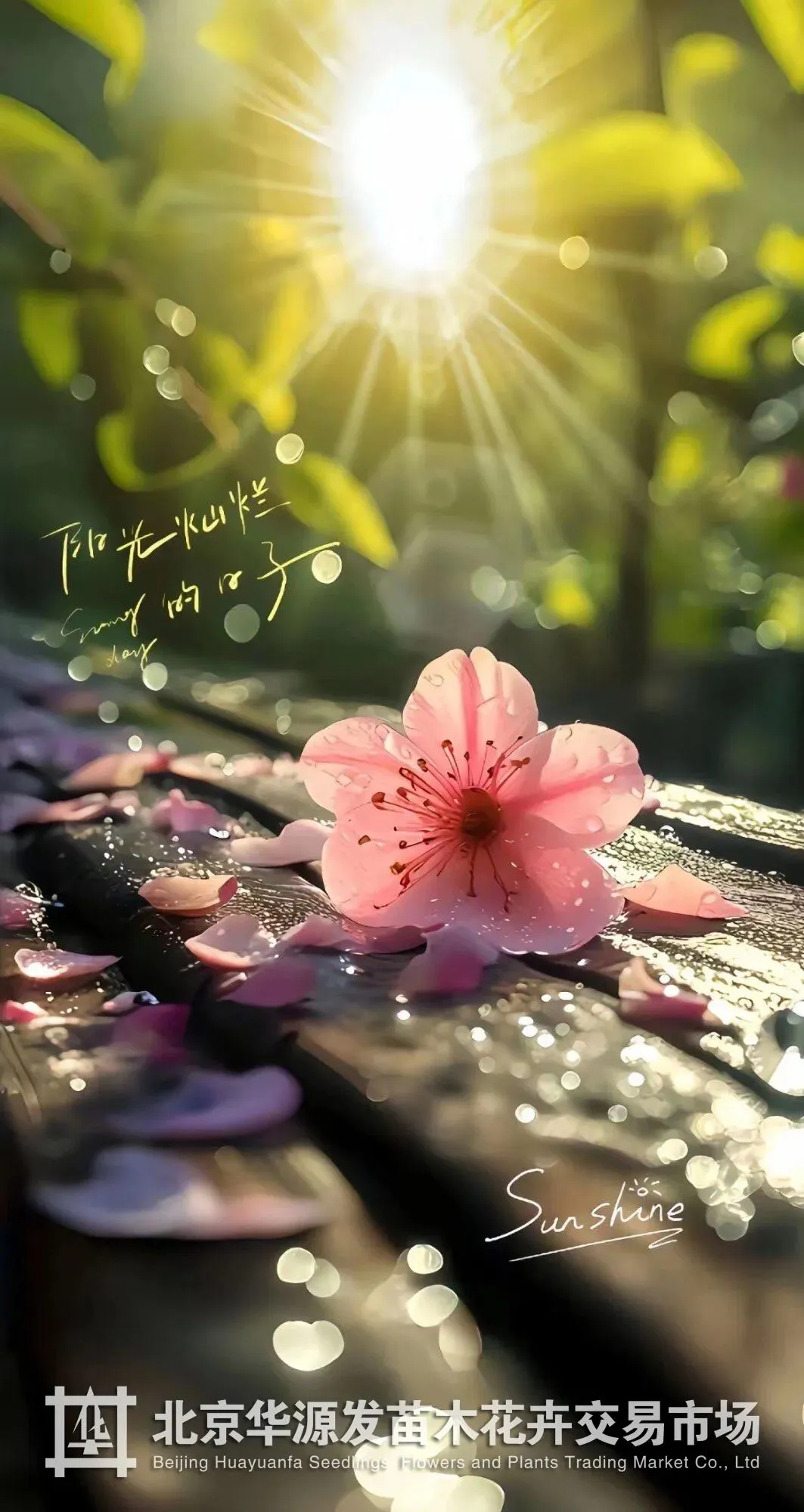 春光正好采购忙!华源发苗木花卉交易市场购销两旺