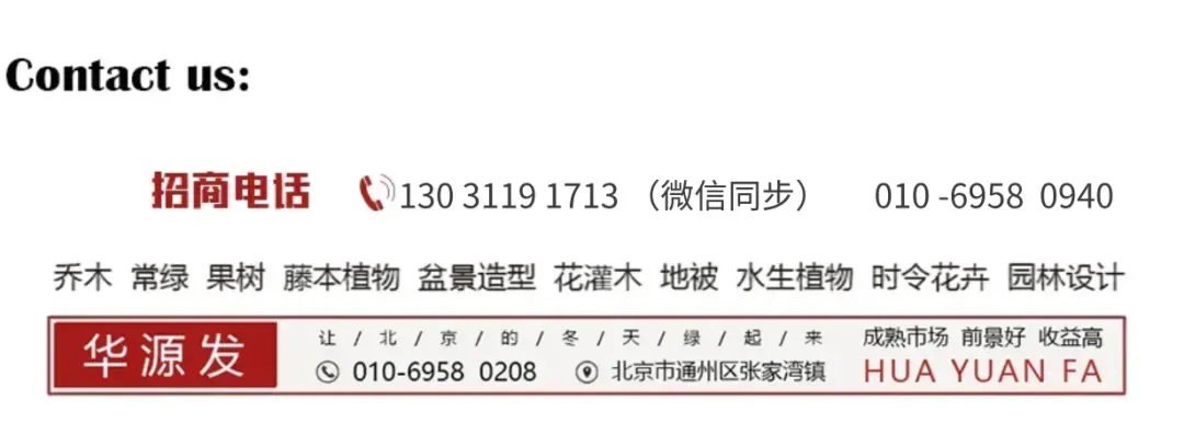 春光正好采购忙!华源发苗木花卉交易市场购销两旺