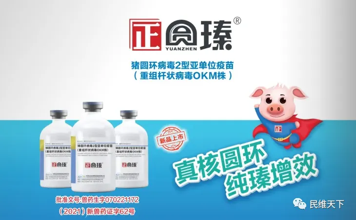 生猪市场“寒冬”:深度剖析与破局之路