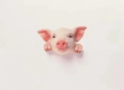 2026年4月10日华南地区市场行情汇总