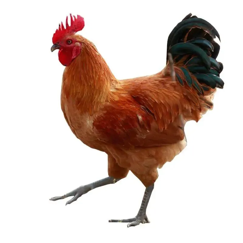 2026年4月10日华南地区市场行情汇总