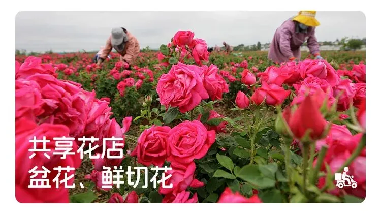 荟云优品:获客难、转化低、管理乱……看云南这家个体户,如何用一个小程序“破局”?