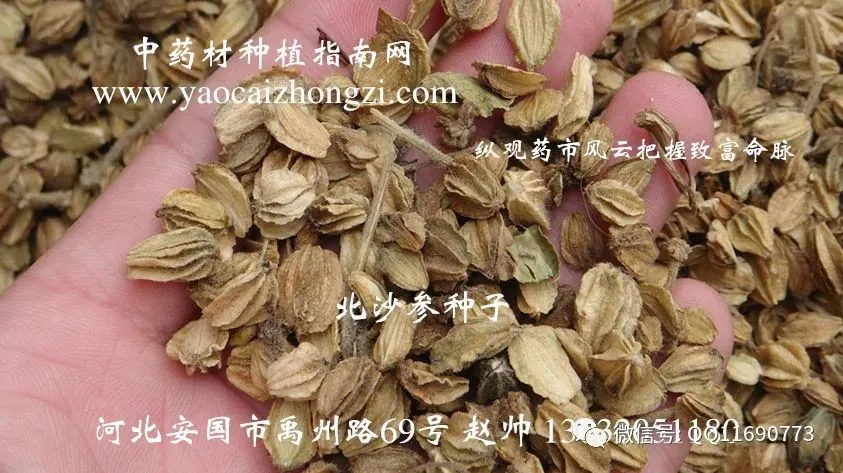 北沙参市场畅销 一年收