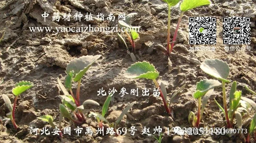 北沙参市场畅销 一年收