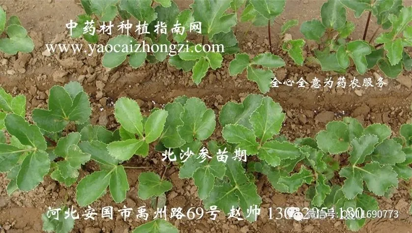 北沙参市场畅销 一年收