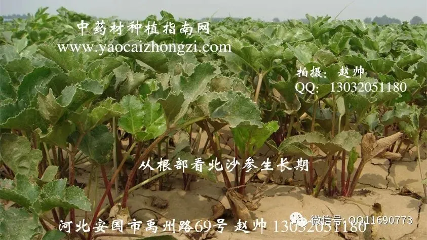 北沙参市场畅销 一年收