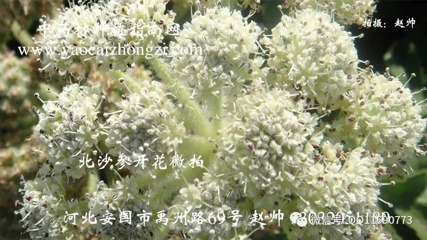 北沙参市场畅销 一年收