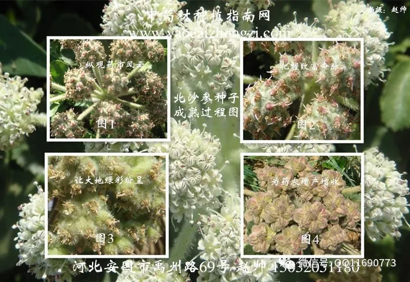 北沙参市场畅销 一年收