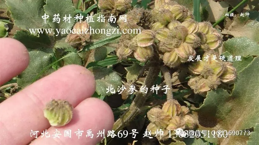 北沙参市场畅销 一年收