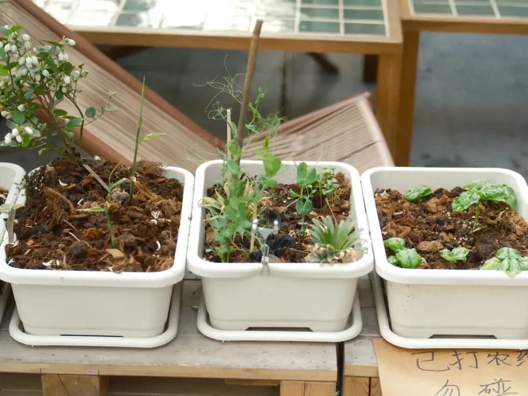 咖啡探店|豌豆福市场