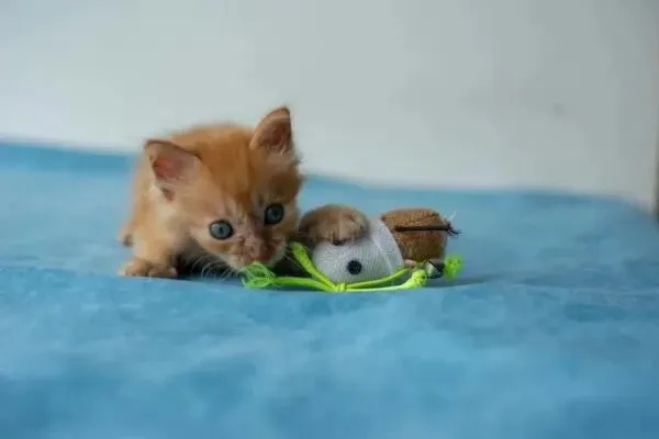 宠物玩具市场破百亿!铲屎官的钱都花在哪了?