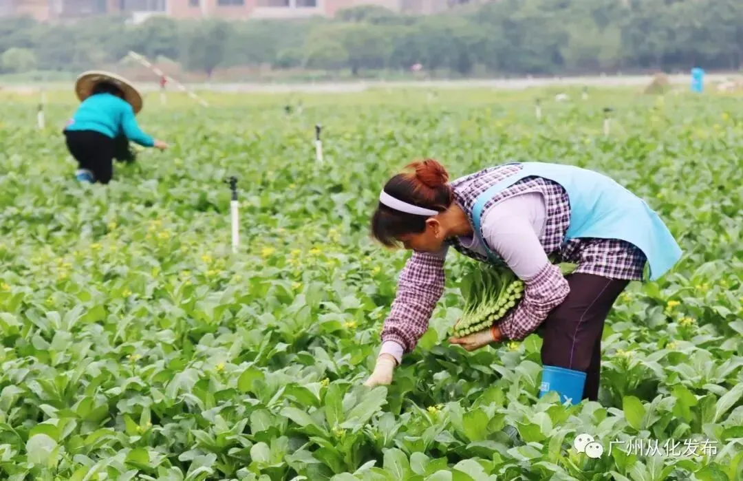 广州这些基地、市场入选广东省“菜篮子”基地和省级农产品定点批发名单!