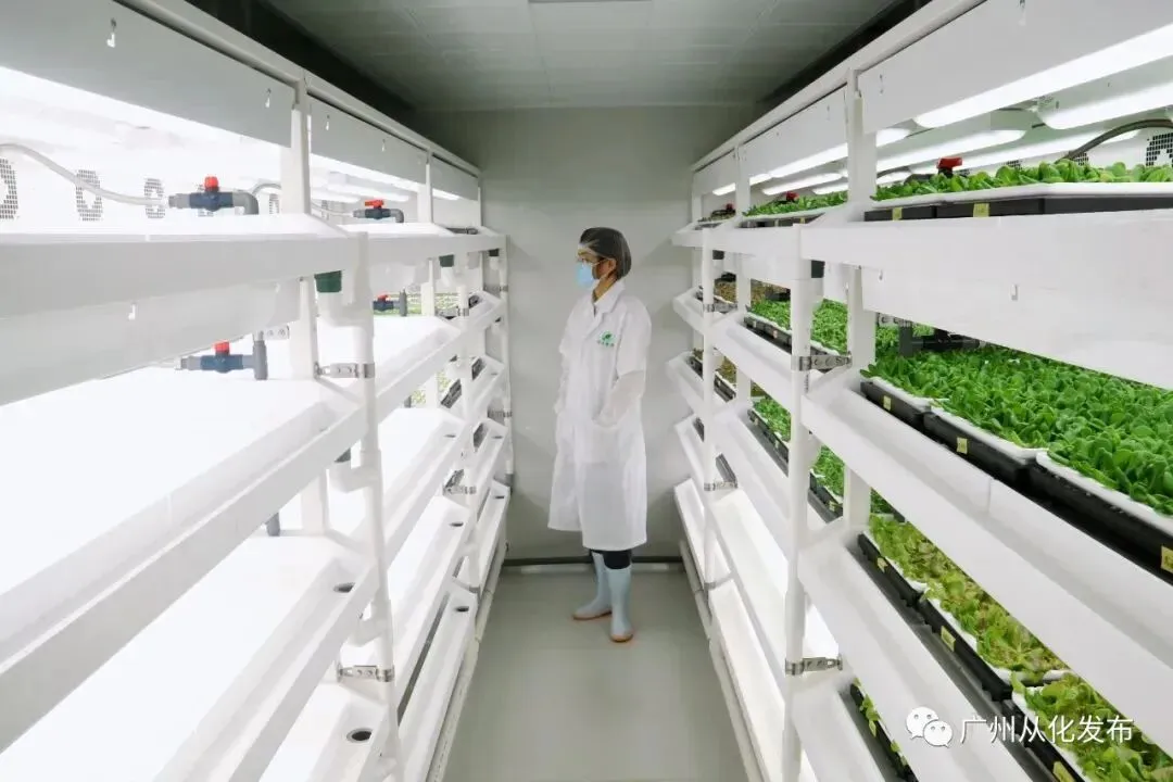 广州这些基地、市场入选广东省“菜篮子”基地和省级农产品定点批发名单!