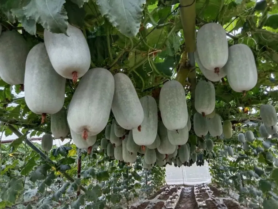 广州这些基地、市场入选广东省“菜篮子”基地和省级农产品定点批发名单!