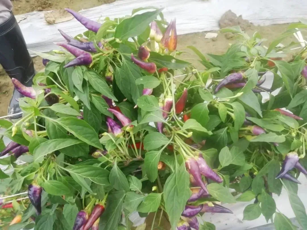 广州这些基地、市场入选广东省“菜篮子”基地和省级农产品定点批发名单!