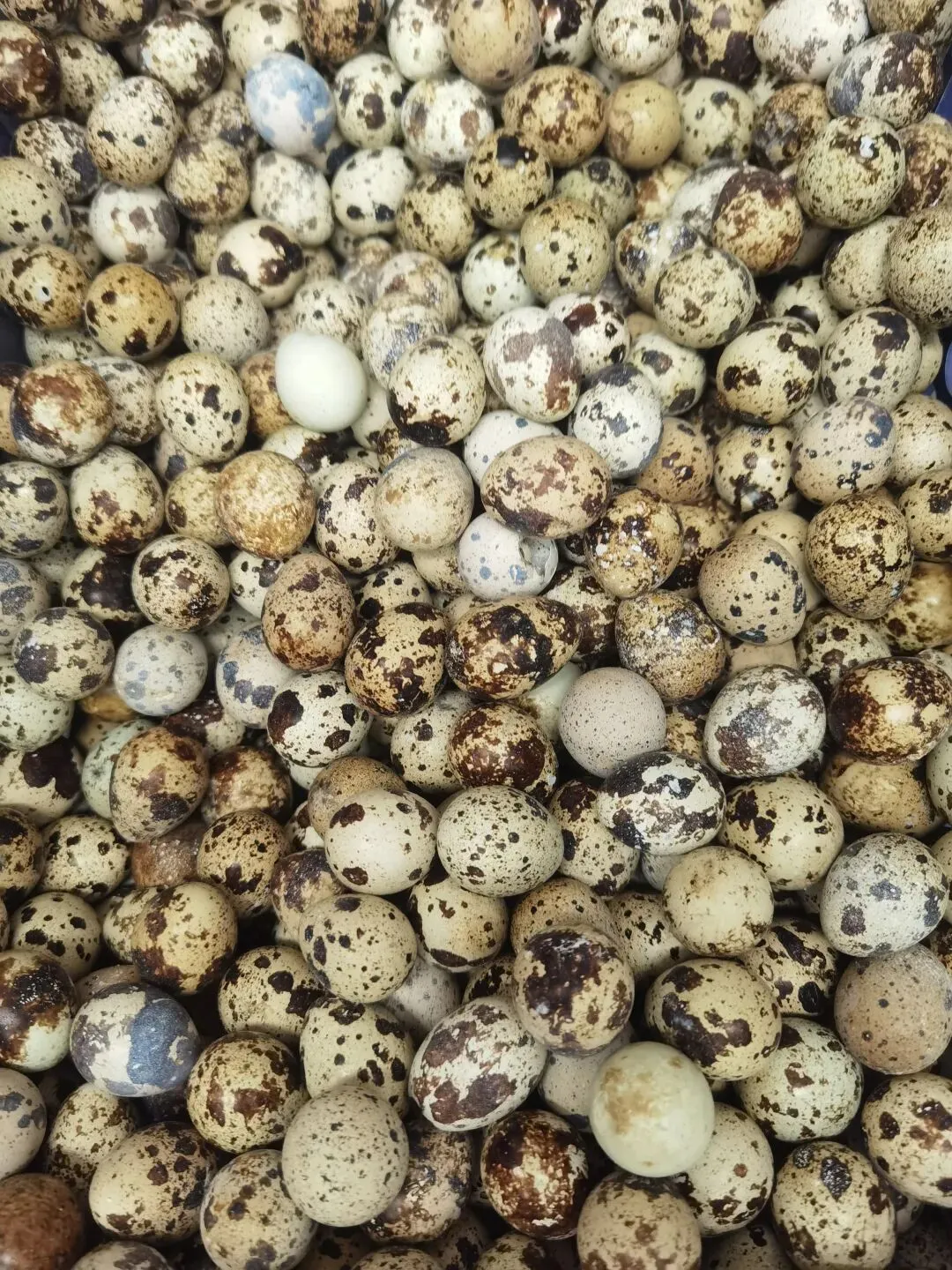 逛逛华旭小区的农贸市场