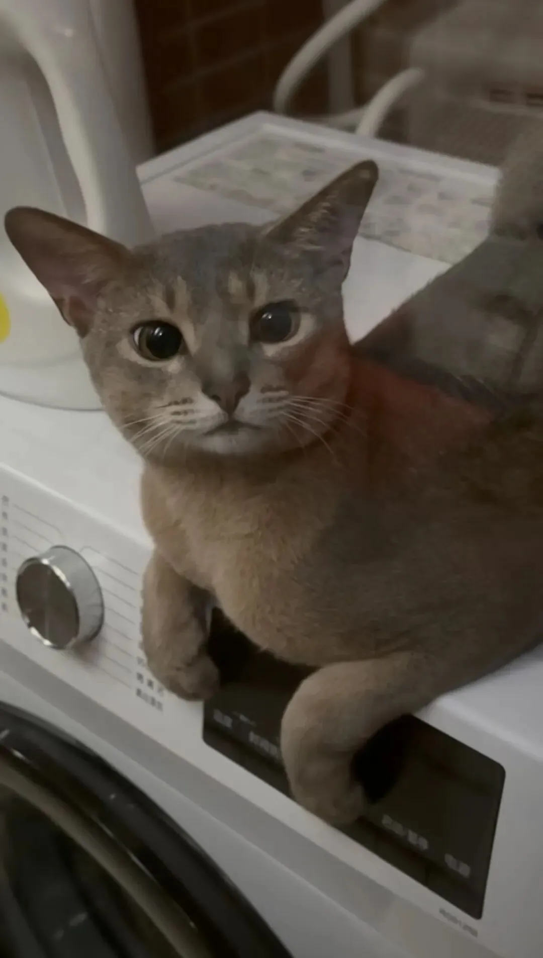 下周一市场怎么走?