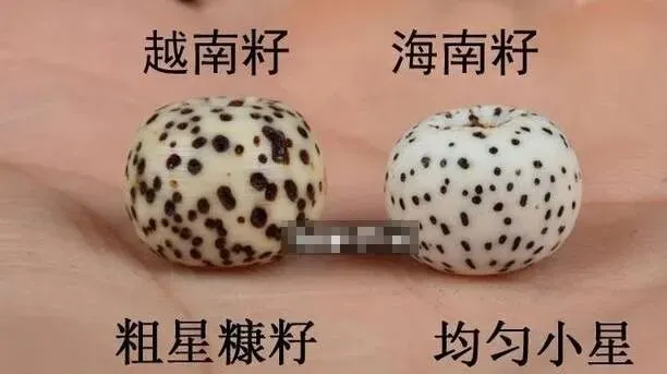 老挝料、越南料已久横行市场!细说星月菩提中三种原料