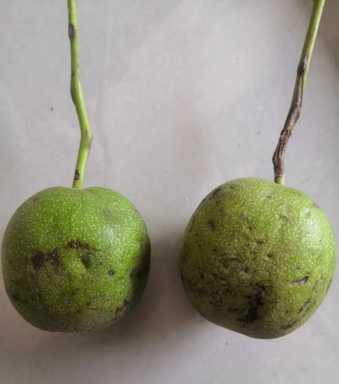 对文玩儿核桃一点也不懂,去了趟古玩市场,我一个外行试着玩核桃