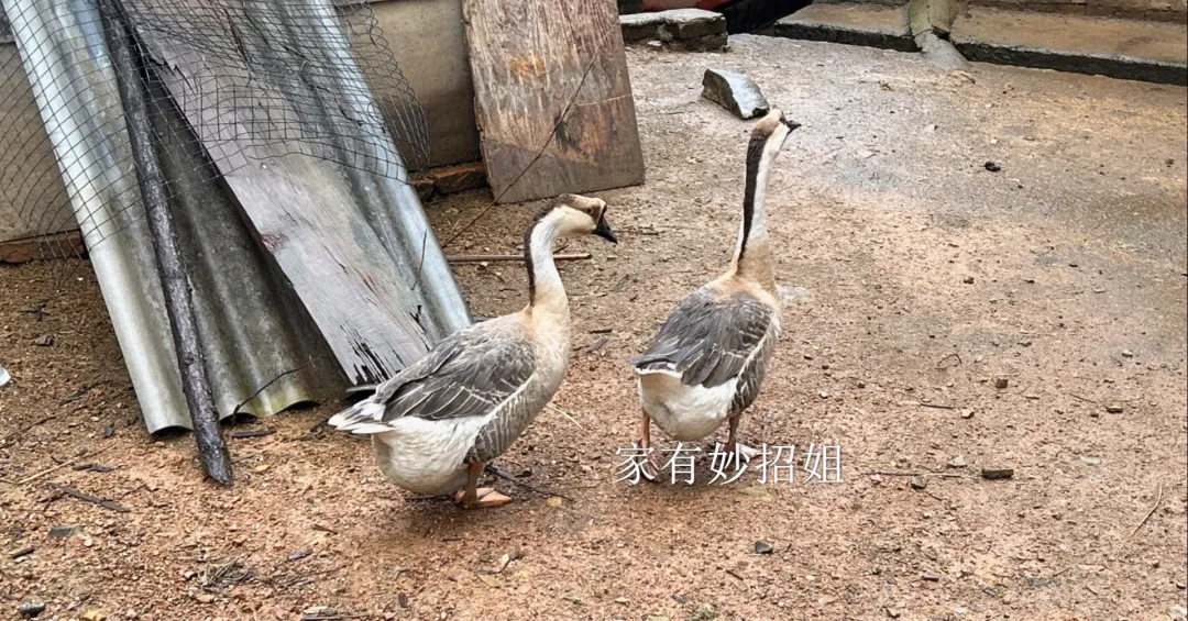 为何鹅蛋很少见人吃,市场也罕见?真相来了,长知识