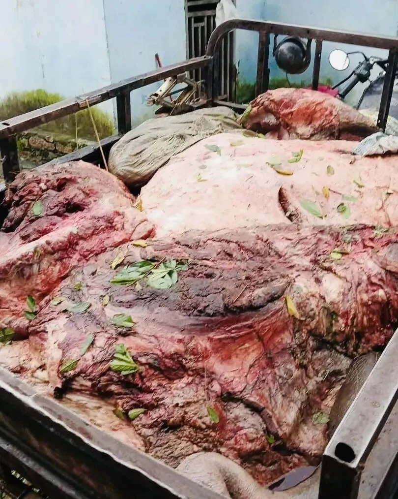 安哥拉河马偷猎案曝光 河马肉非法流入市场 提醒同胞警惕食品安全