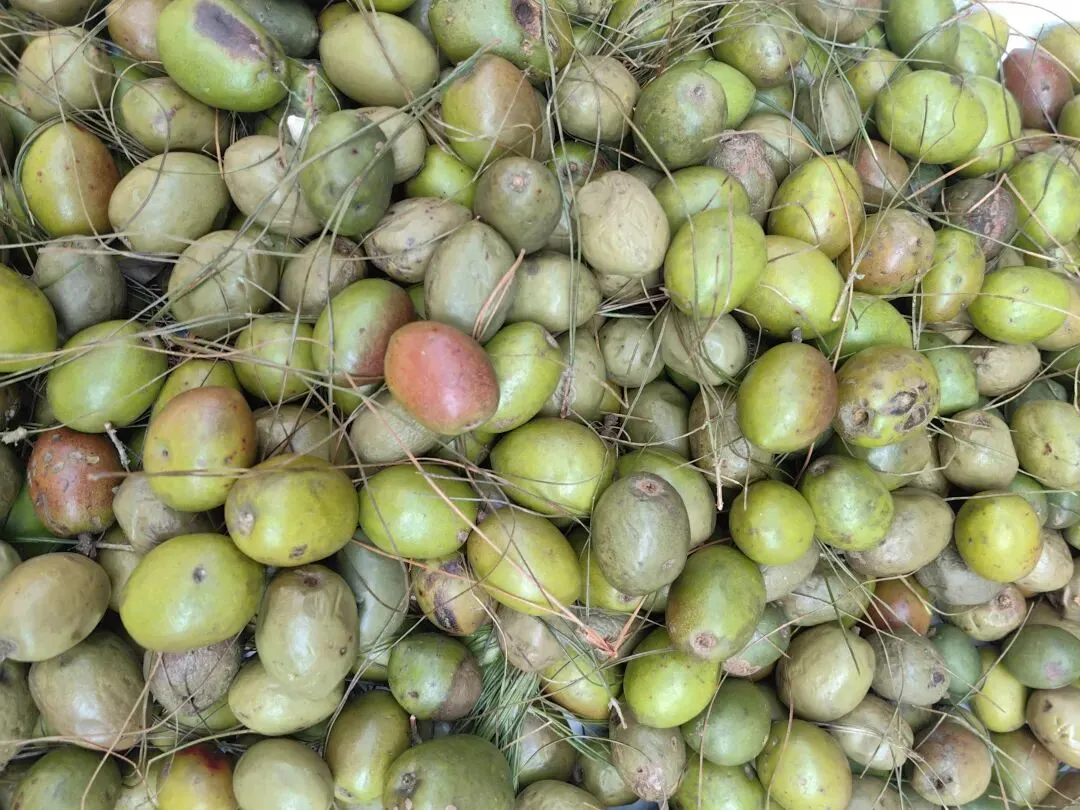 4月份|逛一逛凤庆的农贸市场