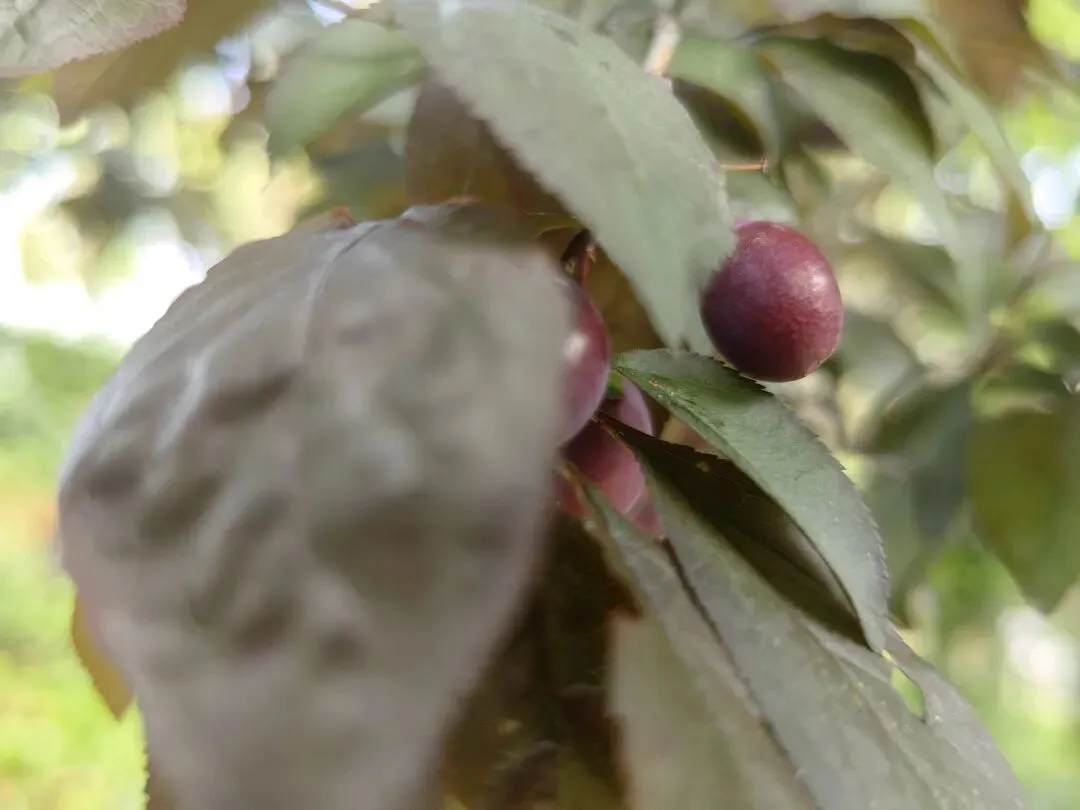 4月份|逛一逛凤庆的农贸市场