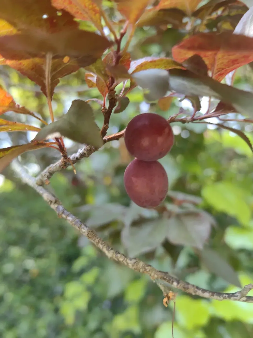 4月份|逛一逛凤庆的农贸市场