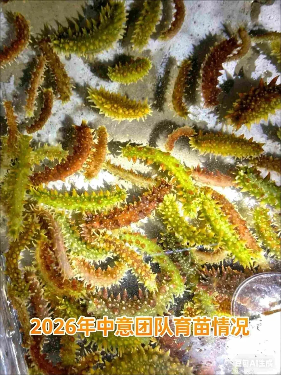 2026 海参收货潮来袭!南北市场同步涨价,全行业进入上行周期