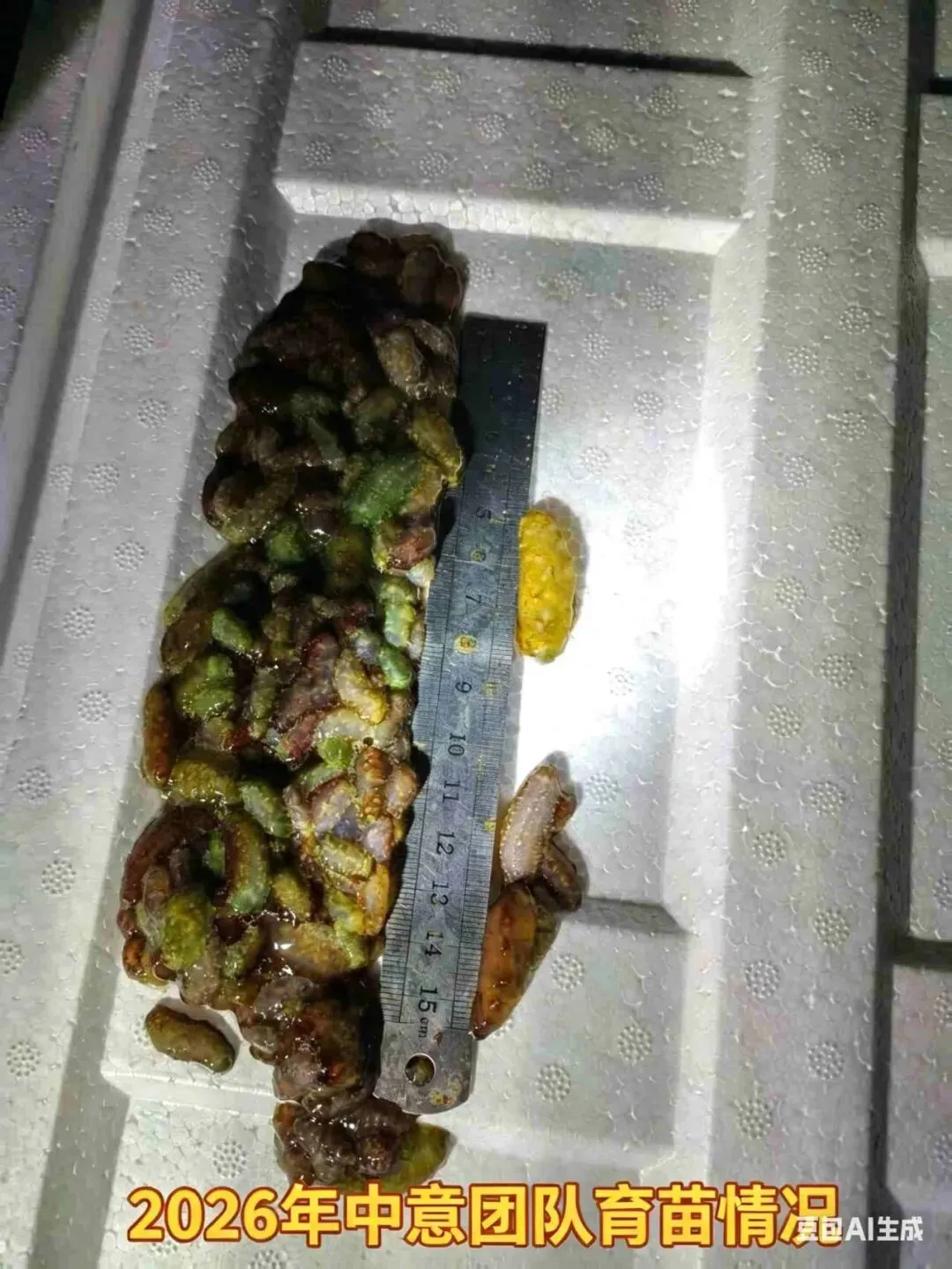 2026 海参收货潮来袭!南北市场同步涨价,全行业进入上行周期