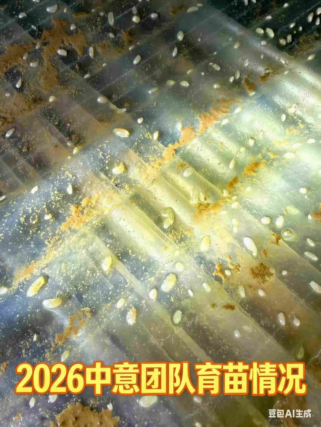 2026 海参收货潮来袭!南北市场同步涨价,全行业进入上行周期