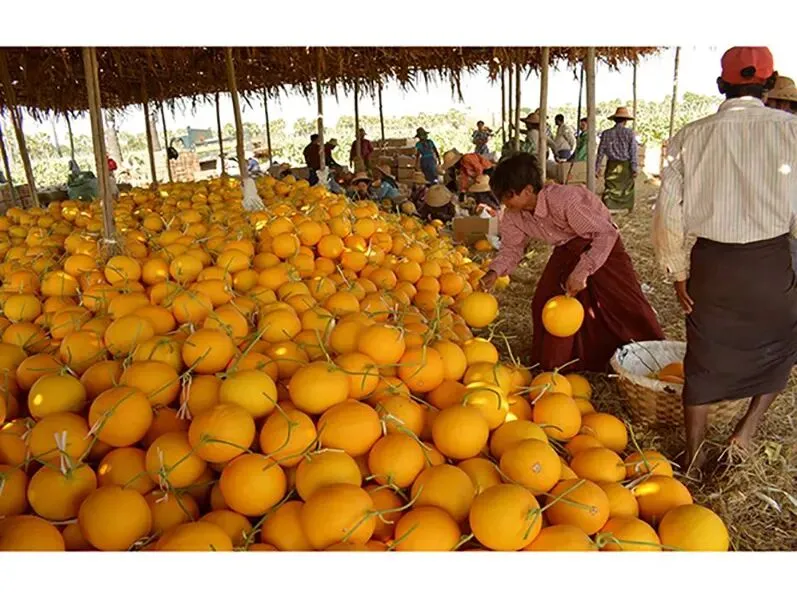 缅甸甜瓜走俏中国市场 春节前夕出口迎旺季
