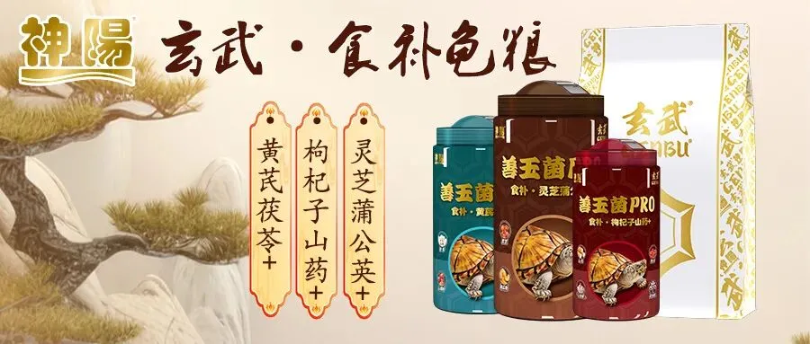 现在的市场行情任何蛋龟苗都是硬通货 没人会低价贱卖!