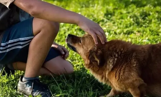 三人不同的卖狗方式,上了一堂别样的营销课!