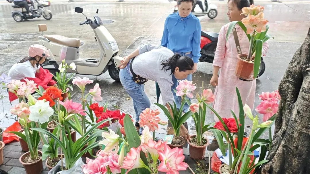 植识馆|玉林花鸟市场的“春日顶流”:朱顶红,球根界的开花王者,十几块就能把春天搬回家