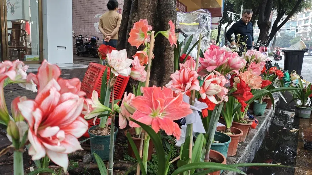 植识馆|玉林花鸟市场的“春日顶流”:朱顶红,球根界的开花王者,十几块就能把春天搬回家
